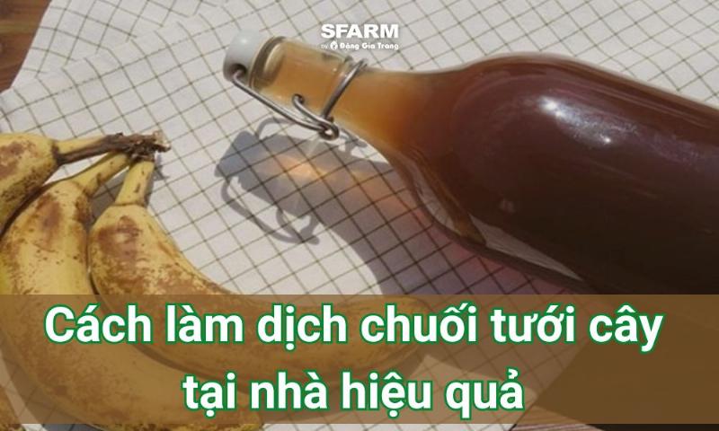 Hướng dẫn cách sử dụng dịch chuối đã pha loãng để tưới và bón cho các loại hoa cảnh